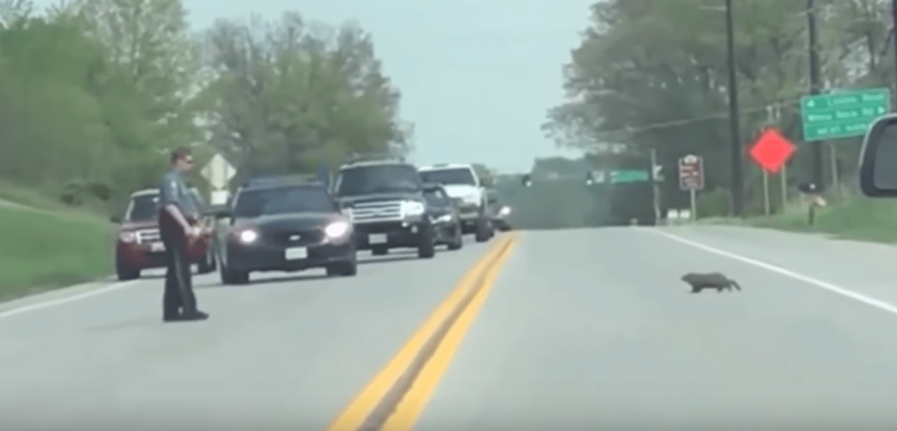 Video Groundhog Killed By Deputy After Blocking Traffic Law Officer