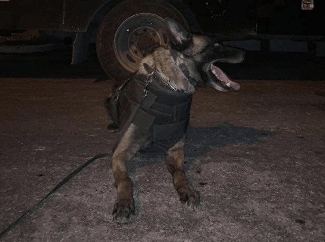 police service dog
