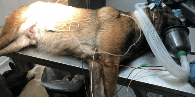 police service dog