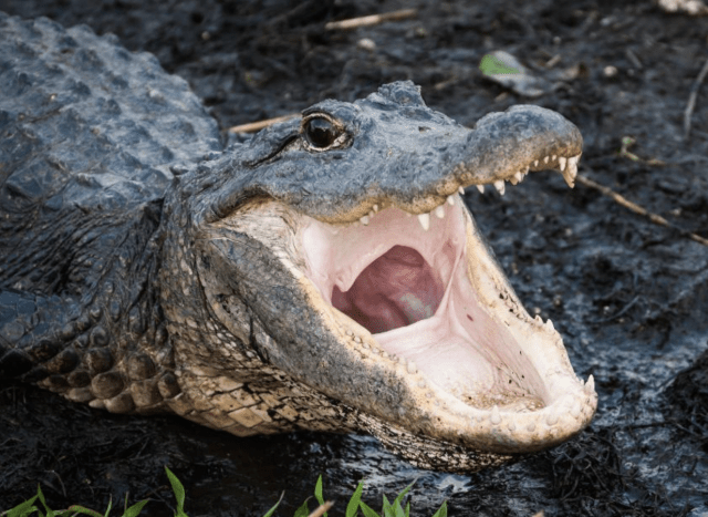 Tennessee alligators