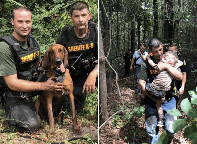 bloodhound