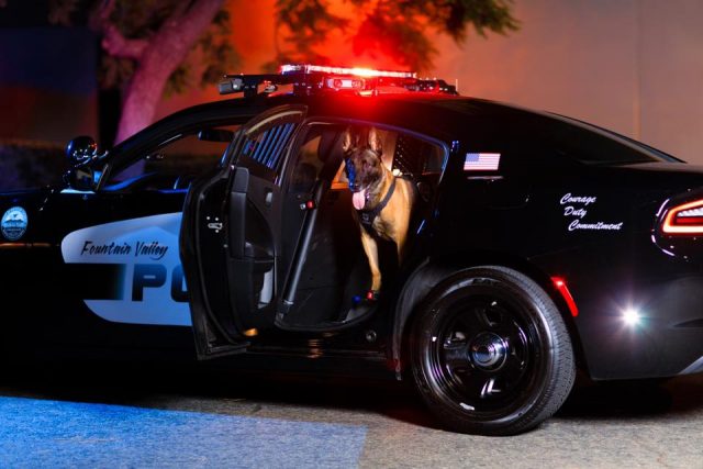 graveyard cop