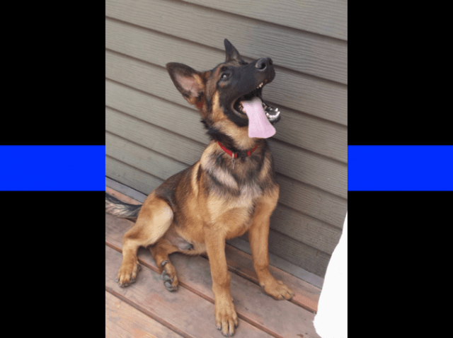 k9 chopper