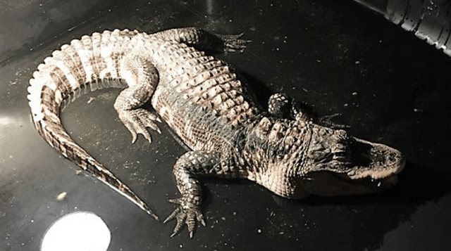 alligator
