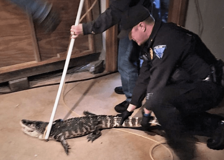 alligator
