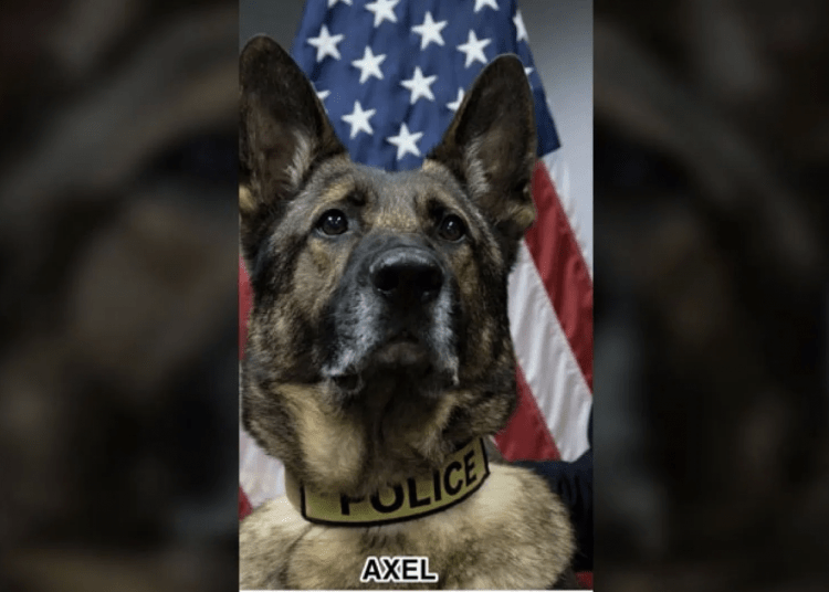 K9 Axel