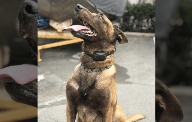 K9 Falco