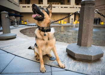 Texas police K9