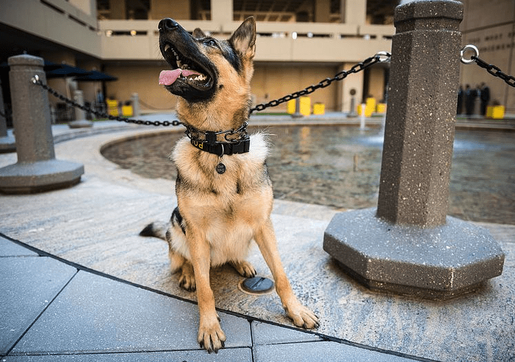 Texas police K9