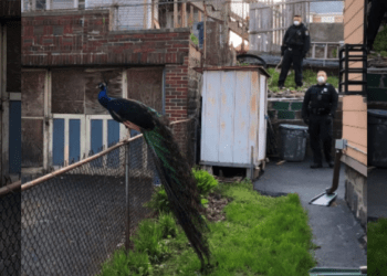 peacock