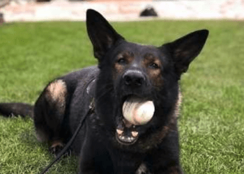 K9 Rocky