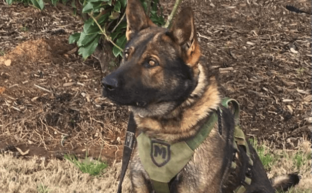 K9 Roscoe