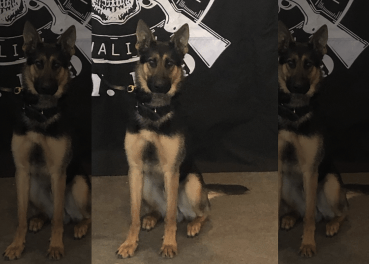 K9 Willie