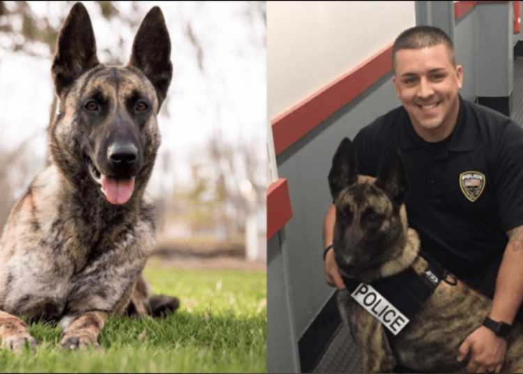 K9 Jada