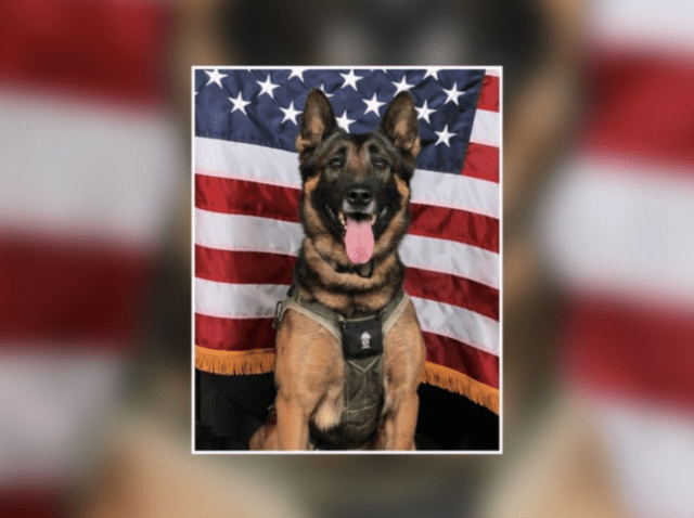 K9 Blue