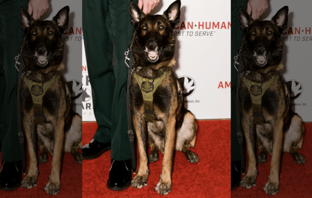 K9 Ice