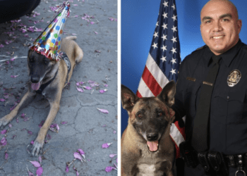 K9 Sarge