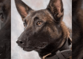 Pennsylvania police K9