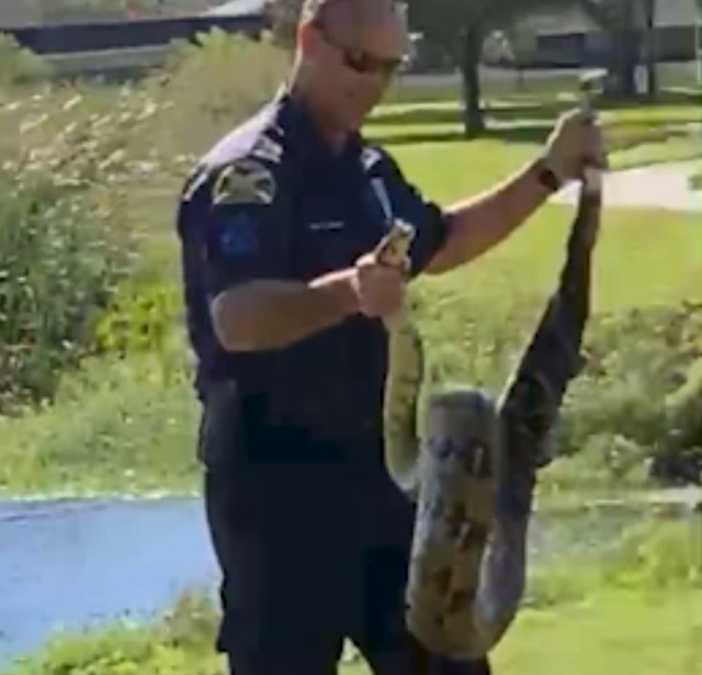 Watch: Police Officer In Florida Wrestles With Python – Law Officer