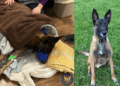 Phoenix K9 wounded