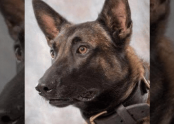 K9 Titan