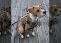 Service dog