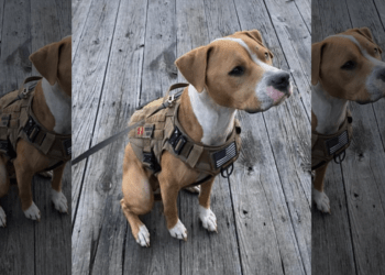 Service dog