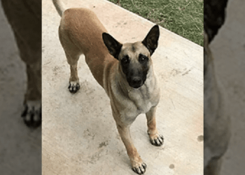 Georgia K9
