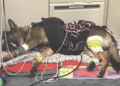 K9 Arlo