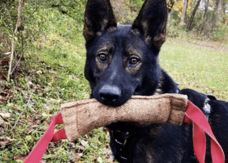 K9 Boogieman