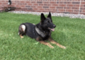 K9 Boone