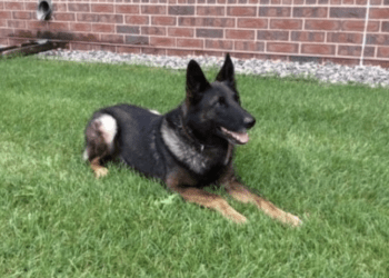 K9 Boone