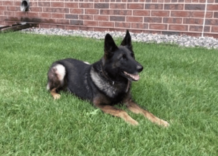 K9 Boone