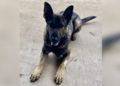Louisiana police K9