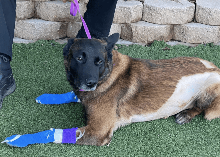 K9 Titan