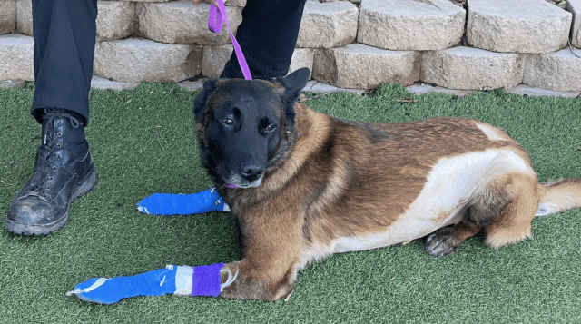K9 Titan