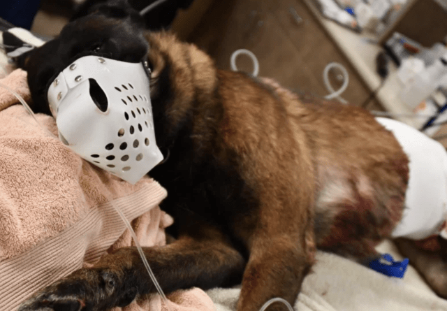 K9 Titan