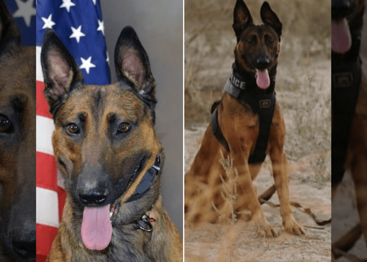K9 Jango