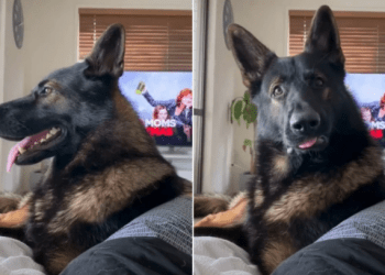 K9 Dante
