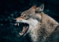 Source: Philipp Pilz
@buchstabenhausen, unsplash