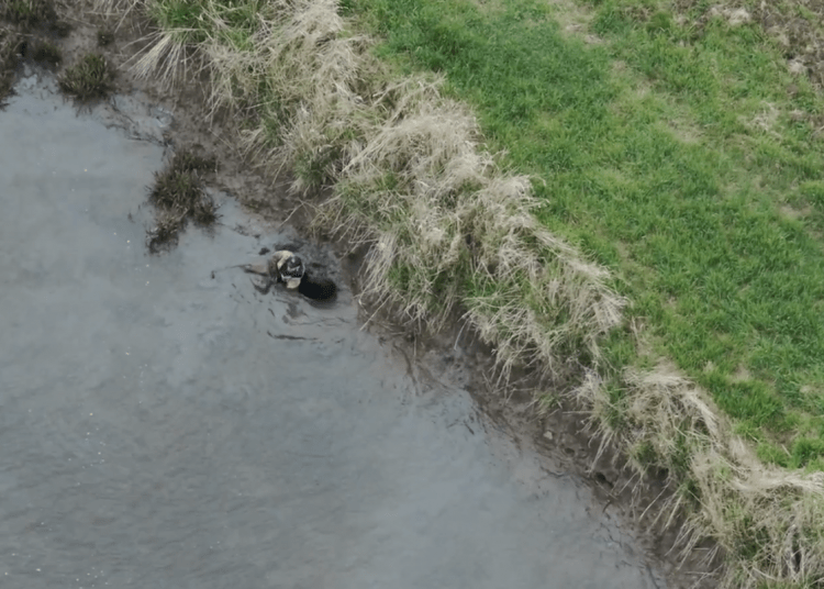 Fleeing suspect