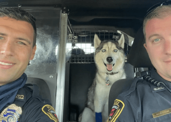 police rescue dog
