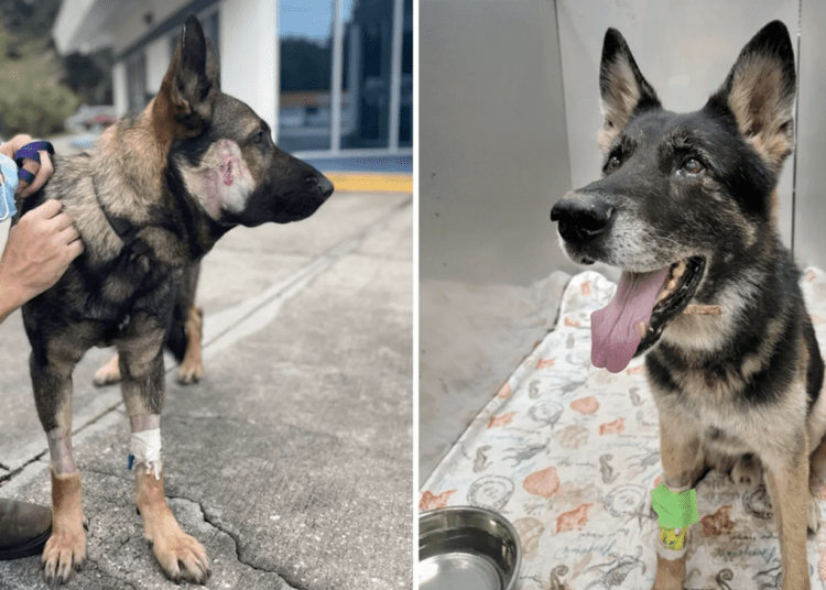 K9 Endo