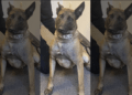 K9 Tito