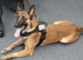 K9 Nero