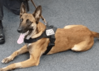 K9 Nero