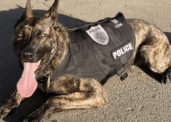 K9 Ranger
