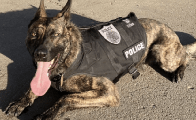 K9 Ranger