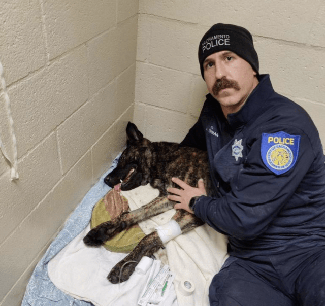K9 Ranger