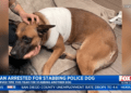 police K9